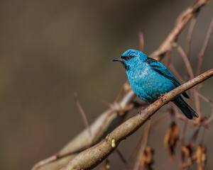 Fototapeta premium A small bird in vivid blue plumage perched on a tree branch