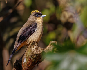 A yellow mohawk-top songbird perched on a tree branch