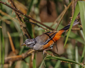 A small bird with a rufous belly and lack of feathers on top of its head perched on a tree branch