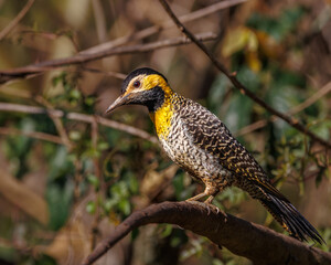 A yellow woodpecker perched on a tree branch