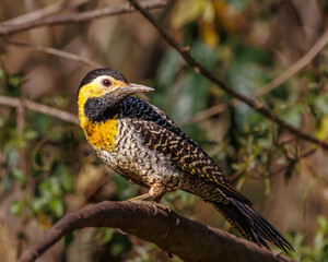 A yellow woodpecker perched on a tree branch
