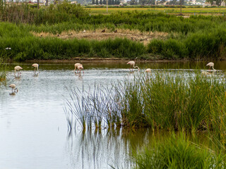 adventure in donana ebro delta landscape. flamingos in the water. flock of flamingos in their natural ecosystem