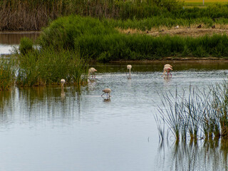 adventure in donana ebro delta landscape. flamingos in the water. flock of flamingos in their natural ecosystem