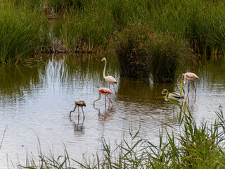 adventure in donana ebro delta landscape. flamingos in the water. flock of flamingos in their natural ecosystem