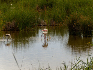 flamingos in the ebro delta catalonia spain
deltebre
mouth of the ebro river with its birds