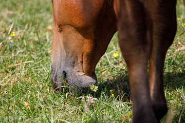 Obraz premium Horse eating grass close up. Head shot, from behind