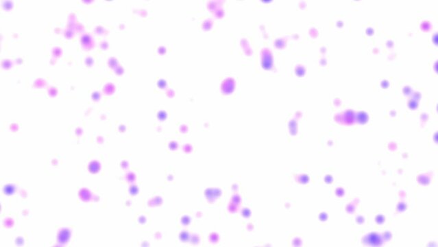 Purple to pink colors flowing watercolor drops on watercolor paper. Fluid paints texture on white background for adding text. Seamless liquid animation. Light abstract banner and presentation template