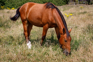 Naklejka na ściany i meble A beautiful stallion grazes on grass in warm summer light. Bay Horse. Full body close up