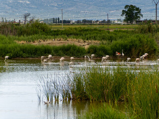 
adventure in donana ebro delta landscape. flamingos in the water. flock of flamingos in their...