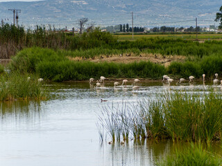 flamingos in the ebro delta catalonia spain
deltebre
mouth of the ebro river with its birds
