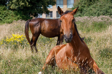 A sitting horse, lying in a green field, looks at camera. Portrait, close up