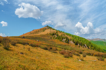 Fototapeta premium Autumn mountain slope. Vivid foliage scenery with forest hills in sunlight. Picturesque mountains with golden greenery and woods.