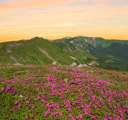 Obraz premium Blossoming slopes (rhododendron flowers ) of Carpathian mountains.