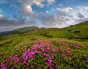 Obraz premium Pink rose rhododendron flowers on summer mountain slope