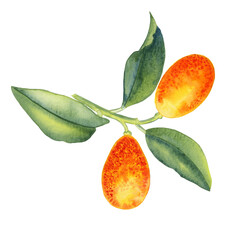 Kumquat on a branch watercolor illustration. Orange citrus fruit with leaves on a twig.