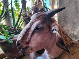 Lovely & happy Goat. 