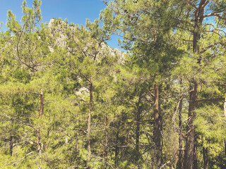 high mountain in tropical country. tall trees grow on the mountain. pine and spruce forest at a height. big green trees in the thicket