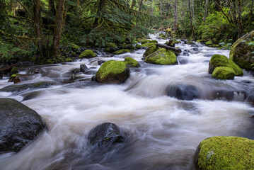 Evans Creek flowing through forest over mossy rocks