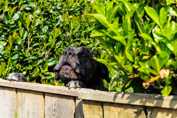 Cane Corso, duży czarny pies wspina się na łapach i patrzy przez drewnianą furtkę. 
