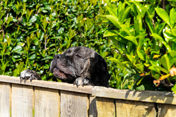 Cane Corso, duży czarny pies wspina się na łapach i patrzy przez drewnianą furtkę. 