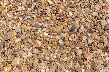 Parterre de cailloux et coquillages de couleurs ocre, blanche et grise