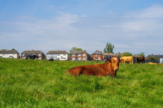 Krowy w mieście, stado krów pasie się na łące w tle domy mieszkalne. 