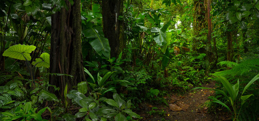 Tropical rainforest in Costa Rica