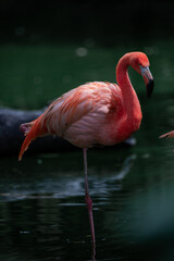 Beautiful photo of a pink flamingo swimming in a lake in Colombia