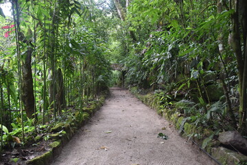 Obraz premium The lush and green cloud forests of Peru in the Sacred Urubamba Valley