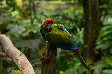 Military macaw, close up, head, details, beautiful big bird, parrot of Latin America, green color, rare bird, tropical, exotic bird, sitting on a tree, red tail, jungles, Colombia