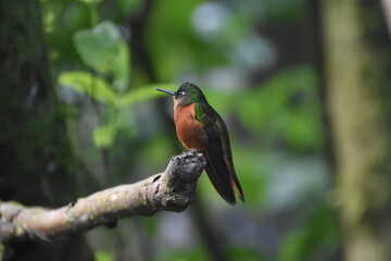 Wild hummingbirds in the cloud forests of Peru