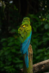 Military macaw, big bird, parrot of Latin America, green color, rare bird, tropical, exotic bird