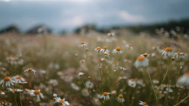 chamomile field. Chamomile field plant wind close up. Beautiful nature scene with blooming medical chamomilles. Sunny day. Summer Herbal flowers. Camomille flower background. Flowers blossoming 