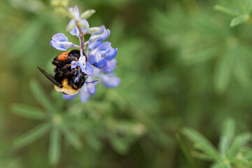 Bumblebee on Wild Flowers in Colorado
