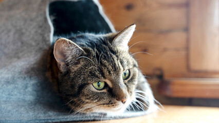 Bengal cat lying on sofa and smiling.