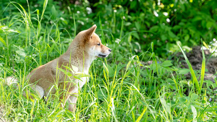 Naklejka na ściany i meble Close-up Portrait of beautiful and happy red shiba inu puppy sitting in the green grass in summer. Cute and crazy japanese red dog posing at sunset. Sunny day