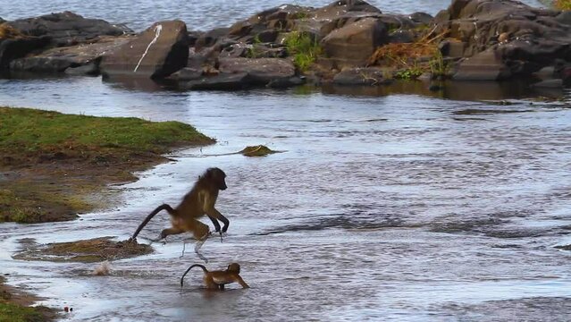 Slow motion Chacma baboon jumping across river in Kruger National park, South Africa ; Specie Papio ursinus family of Cercopithecidae