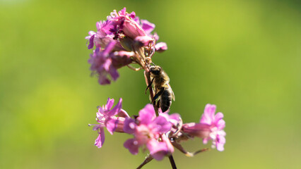 Bee and flower. Close up of a large striped bee collects honey on a yellow flower on a Sunny bright day. Macro horizontal photography. Summer and spring backgrounds