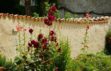 Roses trémières Charente maritime