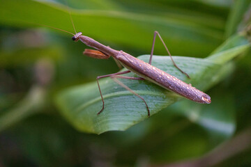 Praying Mantis - Arvada, Colorado