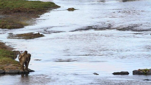 Slow motion Chacma baboon jumping across river in Kruger National park, South Africa ; Specie Papio ursinus family of Cercopithecidae