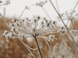 Frosted Mantegazzi Borscht, Caucasian Borscht, Mantegazi Borscht (Heracleum mantegazzianum)