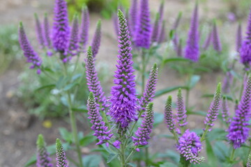 A plant with purple cone-shaped flowers.