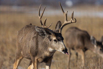 How Rude! Cute Mule Deer sticking out his tongue