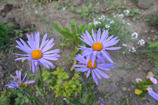 Purple daisies with a yellow center.