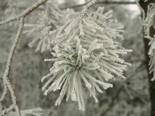 Frosted pine needles on a winter's day