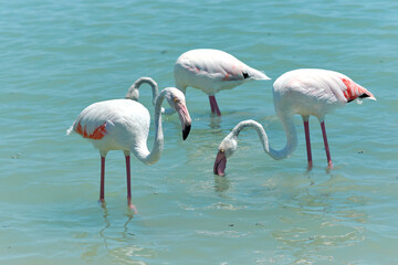 Flock of beautiful flamingo on blue lagoon of Mediterranean Sea