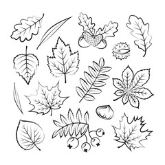 Collection of outline autumn leaves and plants - maple, rowan, oak, willow, elm, birch, chestnut. Isolated on white background. Vector objects for autumn design.