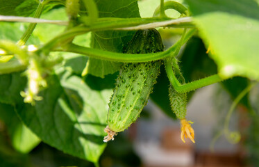 Growth and maturation of green greenhouse prickly climbing cucumbers hanging on a branch.. Close-up, selective focus.