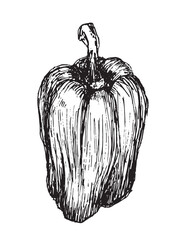 Bell pepper drawing. Fresh produce vector illustration.